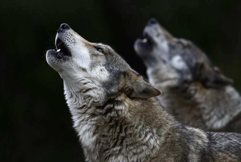 Lupi e cani: la comunicazione attraverso i suoni