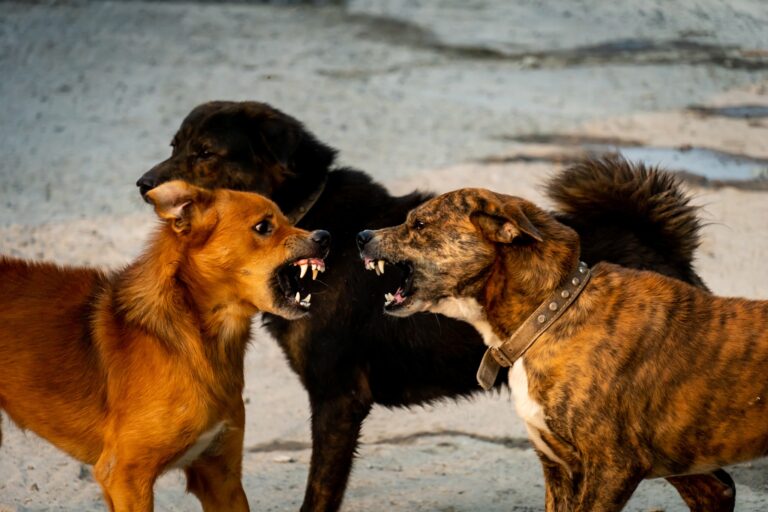 7. Lupi e cani - la comunicazione tattile e visiva
