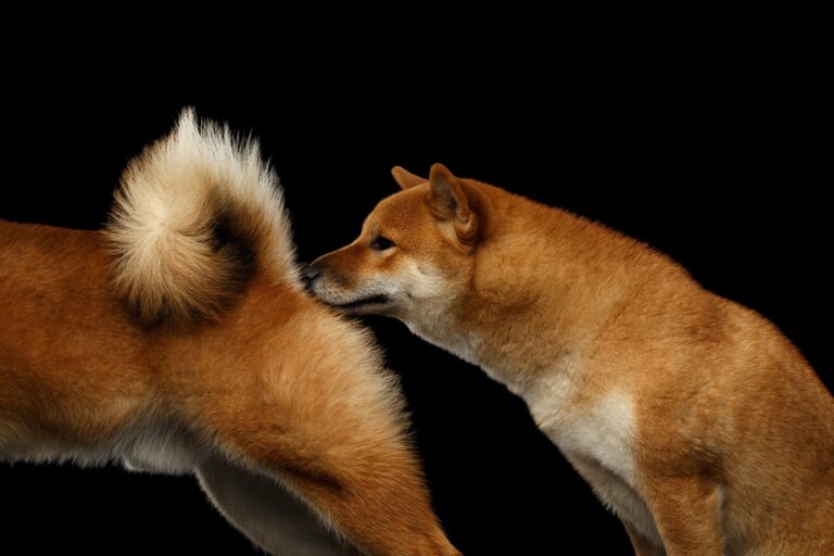Lupi e cani – comunicare attraverso odori, ormoni e feromoni